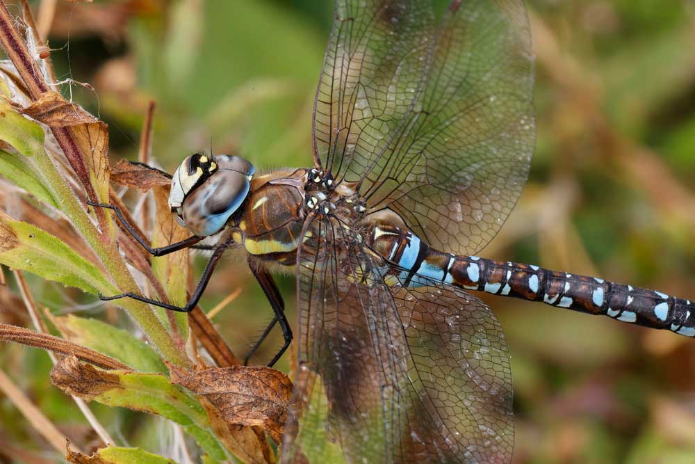 Aeshna_mixta